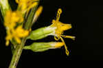 Ouachita Mountain goldenrod